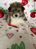 Knoxville, a male Pomapoo for sale in Fort Myers, FL – Photo 7 of 8