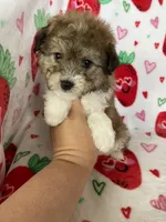 Knoxville, a male Pomapoo for sale in Fort Myers, FL – Photo 8 of 8