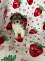 Knoxville, a male Pomapoo for sale in Fort Myers, FL – Photo 3 of 8