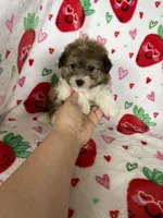 Knoxville, a male Pomapoo for sale in Fort Myers, FL – Photo 2 of 8