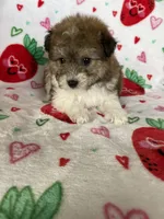 Knoxville, a male Pomapoo for sale in Fort Myers, FL – Photo 1 of 8