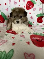 Knoxville, a male Pomapoo for sale in Fort Myers, FL – Photo 6 of 8