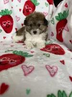 Knoxville, a male Pomapoo for sale in Fort Myers, FL – Photo 5 of 8