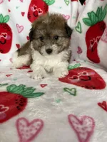 Knoxville, a male Pomapoo for sale in Fort Myers, FL – Photo 4 of 8