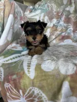 Rocco, a male Yorkshire Terrier for sale in Fort Myers, FL – 6 of 9