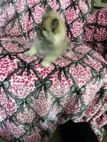 Biscotti, a male Pomeranian for sale in Fort Myers, FL – 7 of 8
