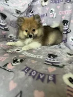 Louie, a male Pomeranian for sale in Fort Myers, FL – 1 of 6