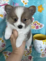 Noah, a male Pomeranian for sale in Fort Myers, FL – 5 of 7