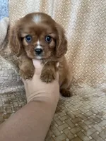 Prosciutto , a male Cavalier King Charles Spaniel for sale in Fort Myers, FL – 4 of 7