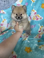 Frankie, a male Pomeranian for sale in Fort Myers, FL – 6 of 8
