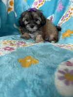 Liberty, a female Maltipoo for sale in Fort Myers, FL – 5 of 8