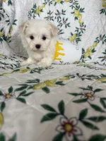 Nugget, a male Maltese for sale in Fort Myers, FL – 4 of 10