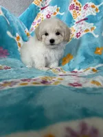 Arlo, a male Maltipoo for sale in Fort Myers, FL – 6 of 7