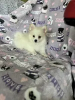 Pickles, a male Pomeranian for sale in Fort Myers, FL – 2 of 6