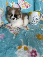 Yoshi, a male Pomeranian for sale in Fort Myers, FL – 6 of 7