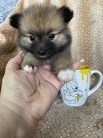 Pecan, a male Pomeranian for sale in Fort Myers, FL – 2 of 7