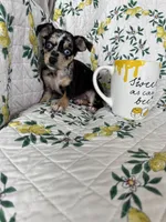 Rio, a male Chihuahua for sale in Fort Myers, FL – 2 of 3