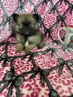 Espresso , a male Pomeranian for sale in Fort Myers, FL – 3 of 5