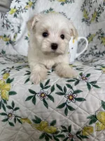 Nugget, a male Maltese for sale in Fort Myers, FL – 5 of 10