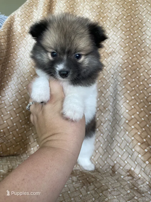 Pretzel – Pomeranian puppy for sale in Fort Myers, FL