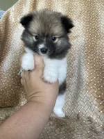 Pretzel, a male Pomeranian for sale in Fort Myers, FL – 1 of 7