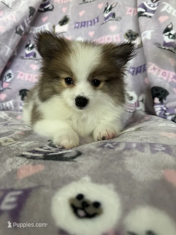 Gus – Pomeranian puppy for sale in Fort Myers, FL