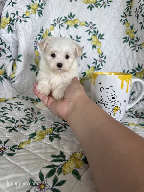 Nugget – Maltese puppy for sale in Fort Myers, FL