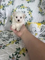 Nugget, a male Maltese for sale in Fort Myers, FL – 1 of 10