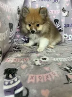 Louie, a male Pomeranian for sale in Fort Myers, FL – 5 of 6