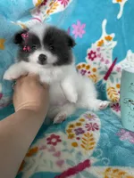 Poppy, a female Pomeranian for sale in Fort Myers, FL – 2 of 5