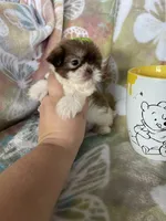 Micro Tootsie Roll, a female Shih Tzu for sale in Fort Myers, FL – 6 of 9