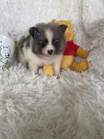 Mai tai, a female Pomeranian for sale in Fort Myers, FL – 3 of 7