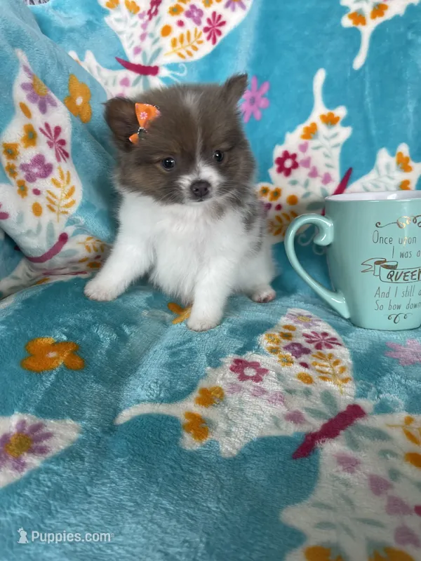 Poppy – Pomeranian puppy for sale in Fort Myers, FL