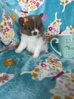 Poppy, a female Pomeranian for sale in Fort Myers, FL – 1 of 8