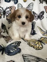 Stevie, a male Maltipoo for sale in Fort Myers, FL – 7 of 7