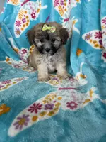Journey , a female Maltipoo for sale in Fort Myers, FL – 4 of 7