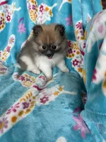 Otto, a male Pomeranian for sale in Fort Myers, FL – 5 of 10
