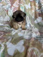 Peanut, a male Shih Tzu for sale in Fort Myers, FL – 2 of 10