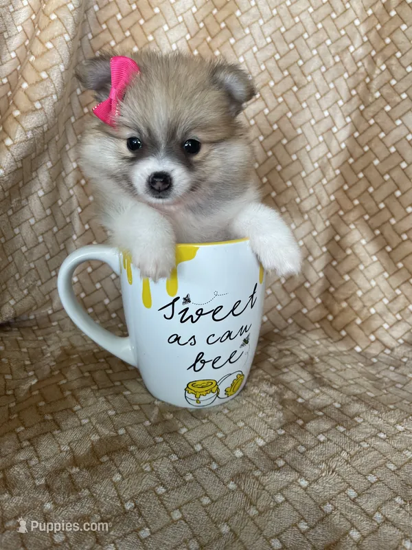 Parsley – Pomeranian puppy for sale in Fort Myers, FL