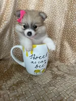 Parsley, a female Pomeranian for sale in Fort Myers, FL – 1 of 7