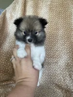 Pretzel, a male Pomeranian for sale in Fort Myers, FL – 5 of 7