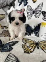 Sadie, a female Maltipoo for sale in Fort Myers, FL – 5 of 6