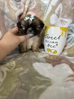 Tiny Cocoa, a female Shih Tzu for sale in Fort Myers, FL – 10 of 10