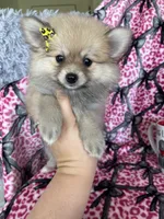Latte, a female Pomeranian for sale in Fort Myers, FL – 6 of 6