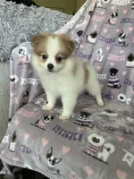 Rocco, a male Pomeranian for sale in Fort Myers, FL – 4 of 4