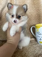Pancetta , a female Pomeranian for sale in Fort Myers, FL – 7 of 7
