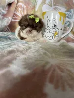 Micro Tootsie Roll, a female Shih Tzu for sale in Fort Myers, FL – 9 of 9