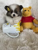 Piña Colada , a female Pomeranian for sale in Fort Myers, FL – 1 of 7