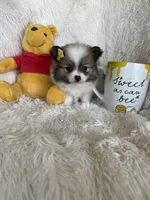 Piña Colada , a female Pomeranian for sale in Fort Myers, FL – 7 of 7