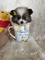 Piña Colada , a female Pomeranian for sale in Fort Myers, FL – 6 of 7
